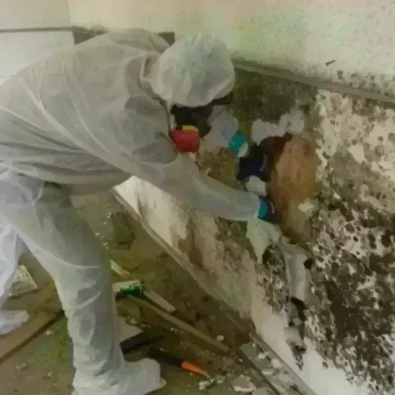 Mold Remediation and Removal in Seagoville, TX